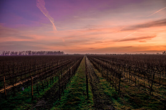 Wine tasting around the world