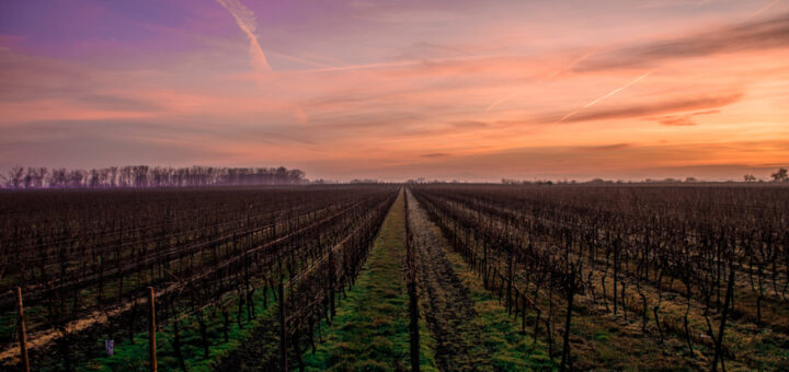 Wine tasting around the world