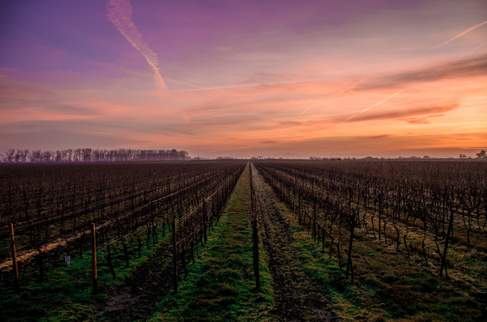 Wine tasting around the world