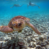 Sea turtle, Caye Caulker, Belize