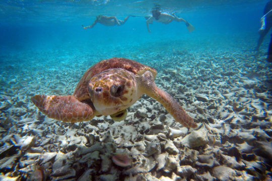 Sea turtle, Caye Caulker, Belize