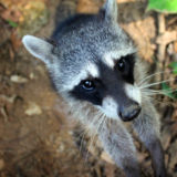 Raccoon, Jaguar Rescue Center, Costa Rica