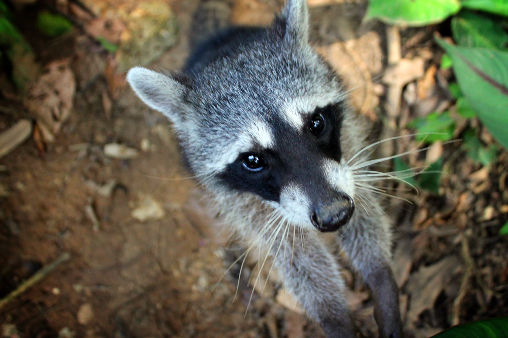 Raccoon, Jaguar Rescue Center, Costa Rica