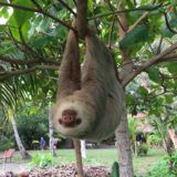 Sloth, Matapalo, Costa Rica