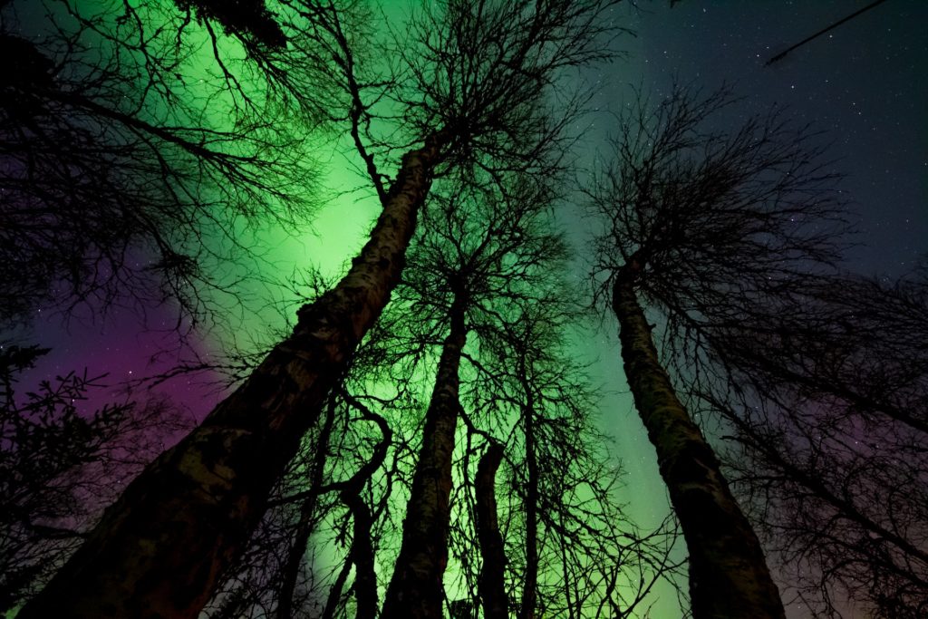 Northern Lights in the winter