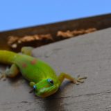 Gecko, Hawaii