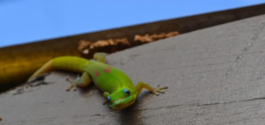 Gecko, Hawaii