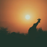 Giraffe, sunset in Africa