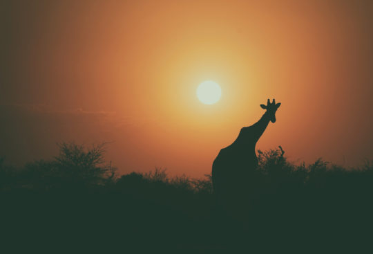 Giraffe, sunset in Africa