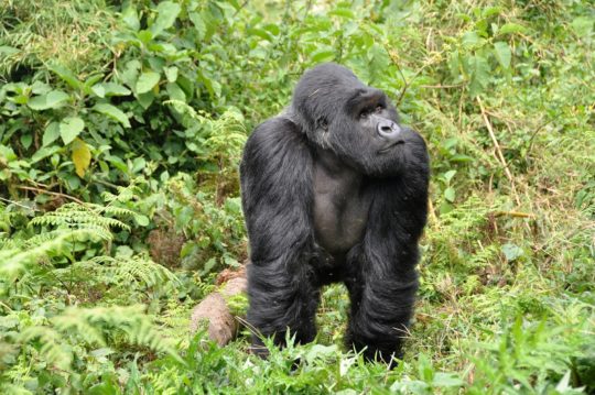 Gorillas, Volcanoes National Park, Rwanda