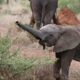 South Africa safari elephant
