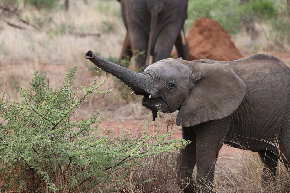 South Africa safari elephant