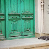 Baku, Azerbaijan cat