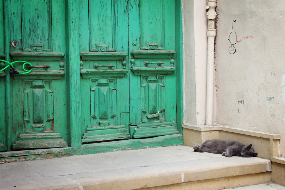 Baku, Azerbaijan cat
