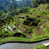 Ubud, Bali rice terraces
