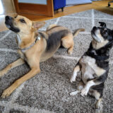 Office dogs