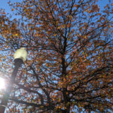 Washington D.C. autumn leaves