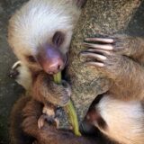 Sloths, Jaguar Rescue Center, Puerto Viejo, Costa Rica