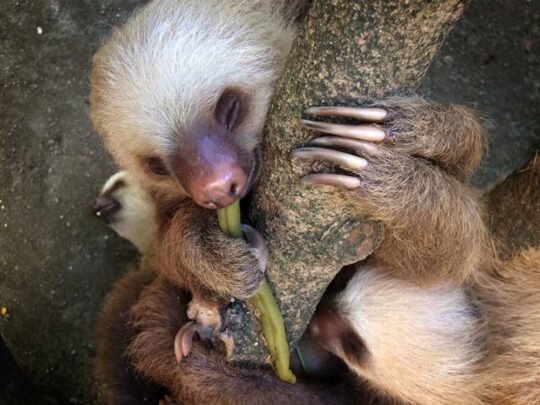 Sloths, Jaguar Rescue Center, Puerto Viejo, Costa Rica