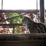 Jaguar Rescue Center, Costa Rica