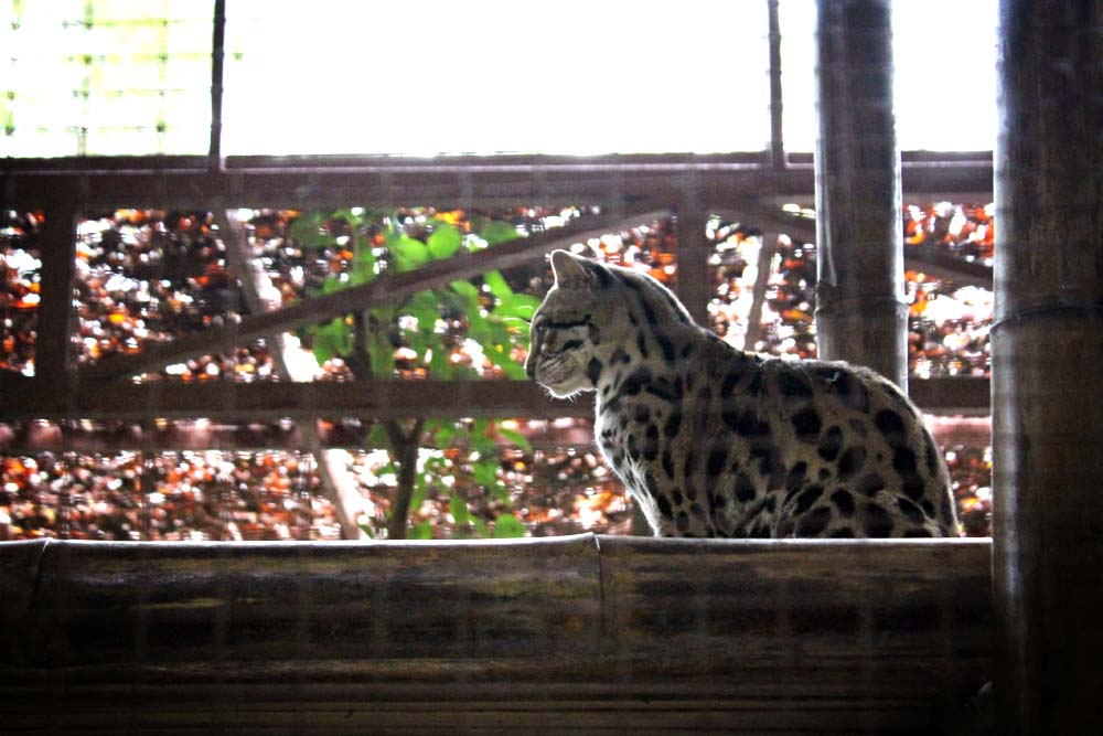 Jaguar Rescue Center, Costa Rica