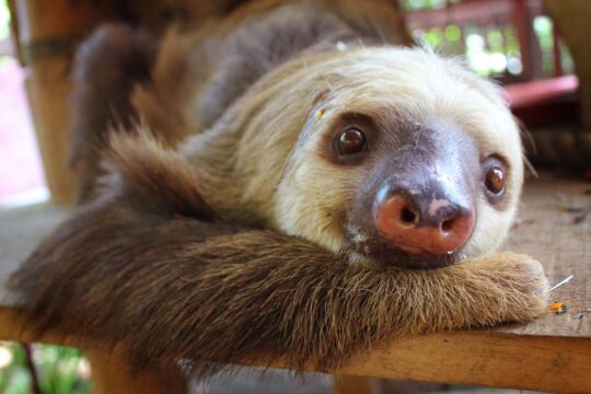 Sloth, Jaguar Rescue Center