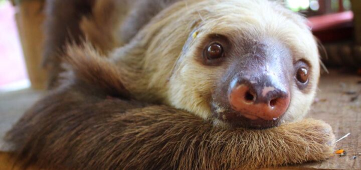 Sloth, Jaguar Rescue Center