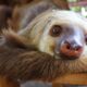 Sloth, Jaguar Rescue Center