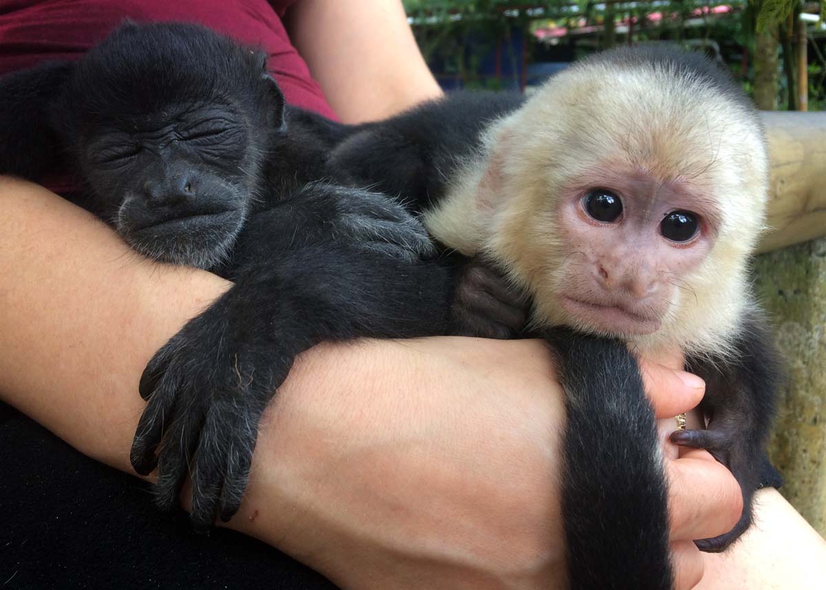 Monkeys, Jaguar Rescue Center