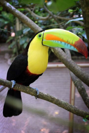 Toucan at the Jaguar Rescue Center