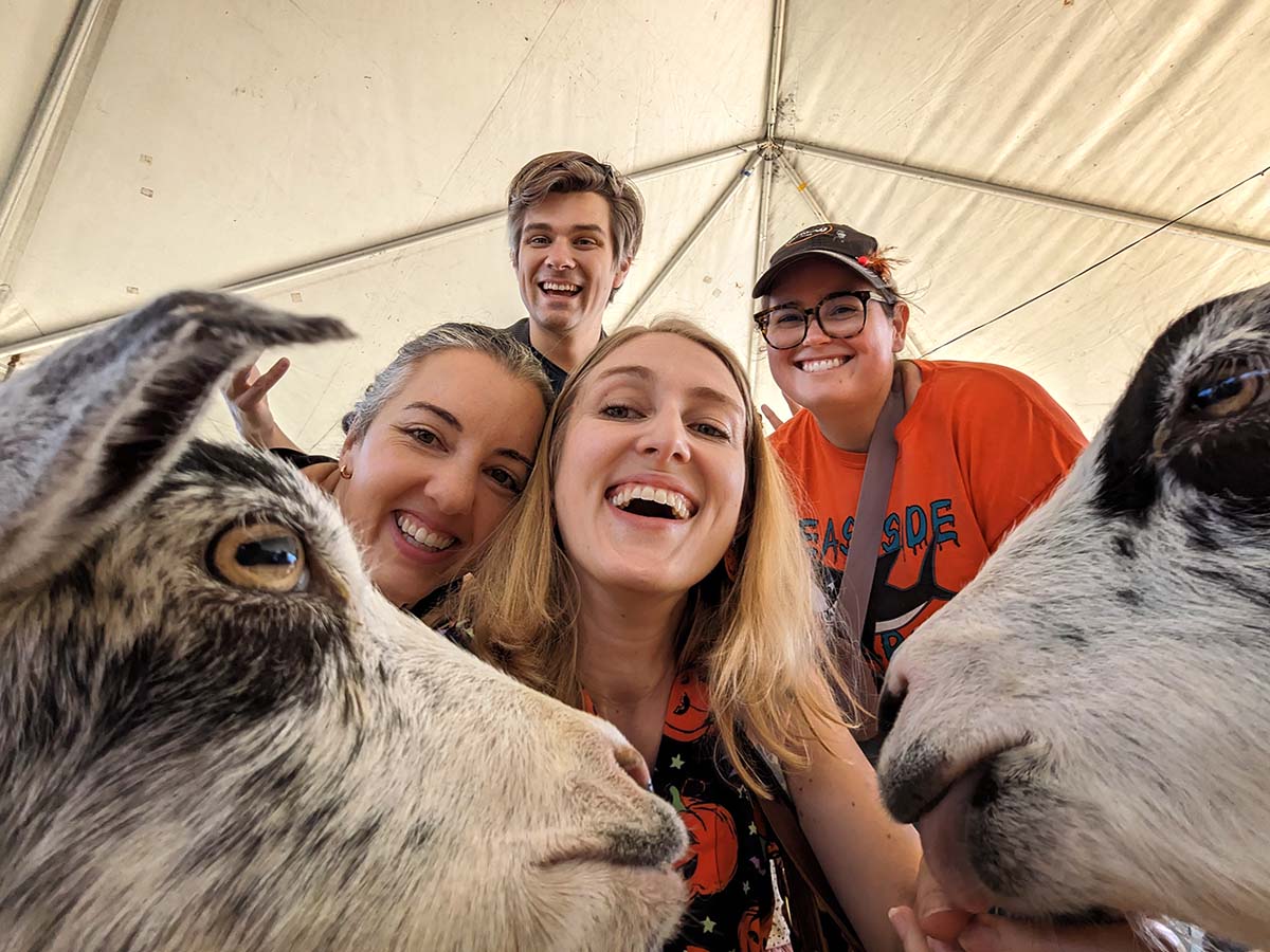 Pumpkin patch goats